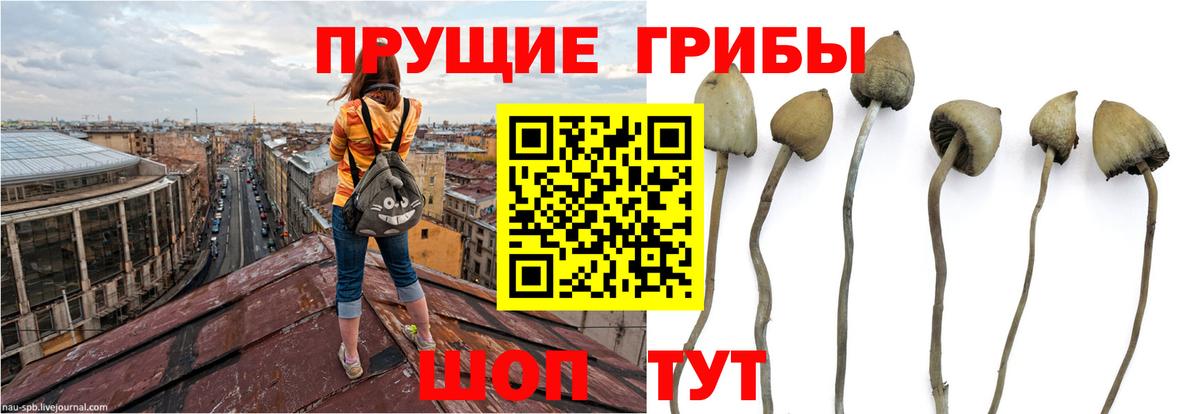 купить закладку  Вход с VPN  Зеленокумск  Псилоцибиновые грибы GOLDEN TEACHER 